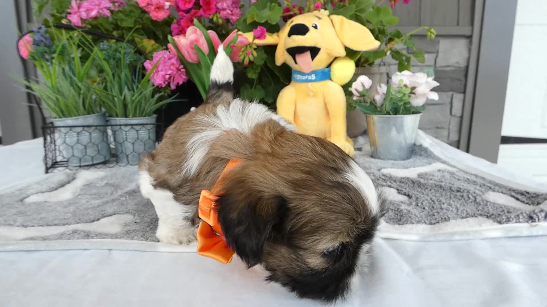 Shih Tzu dogs for sale: Shih Tzu 1 Tidas - Video 1