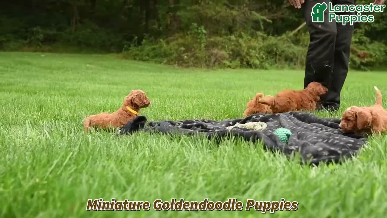 Mini Goldendoodle dogs for sale: Bashful - Video 1