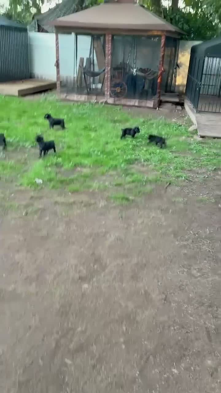 Cane Corso dogs for sale: Cane Corso 5 - Video 2
