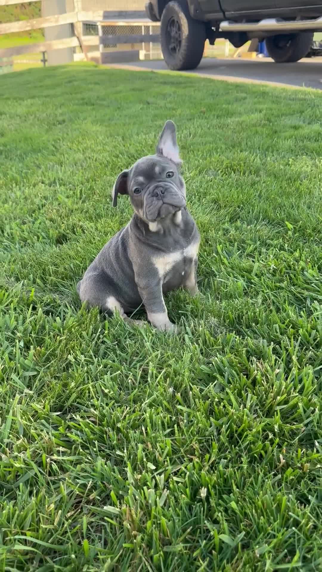 French Bulldog dogs for sale: Lola - Video 3