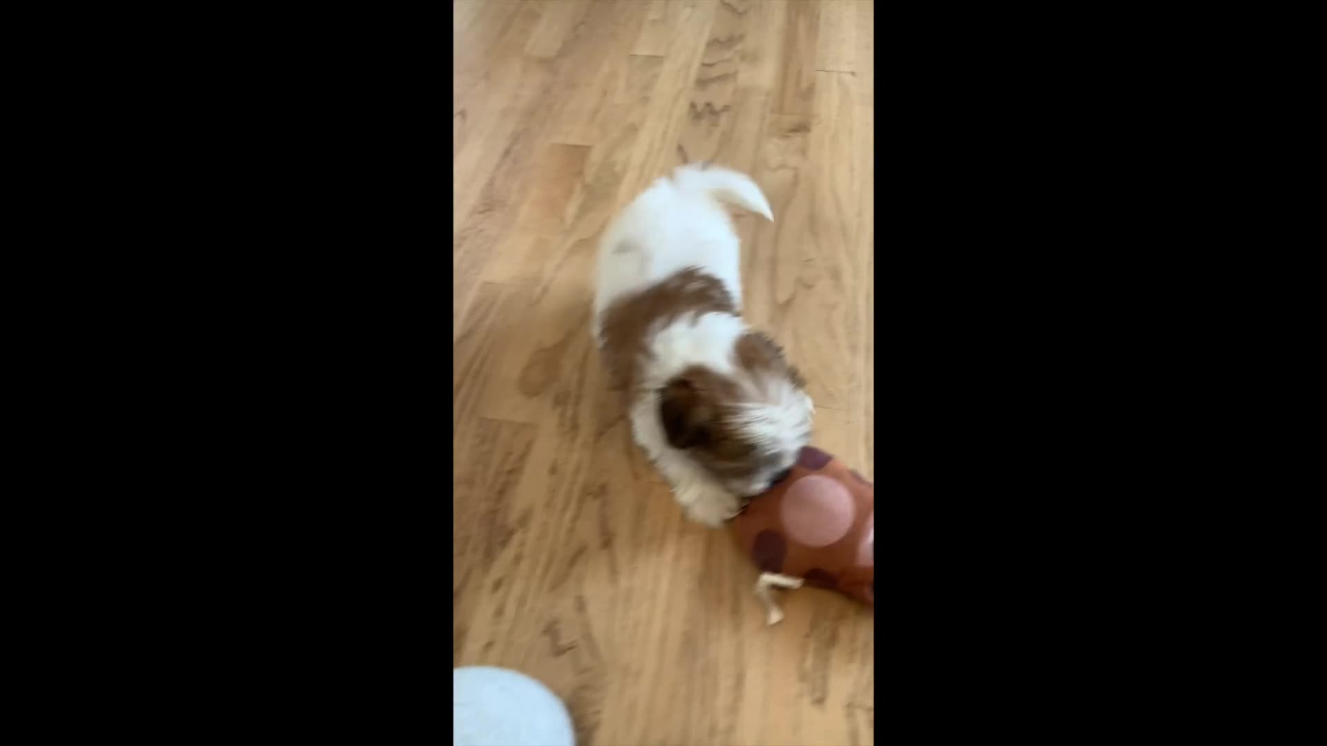 Teddy Bear dogs for sale: Iris - Video 1
