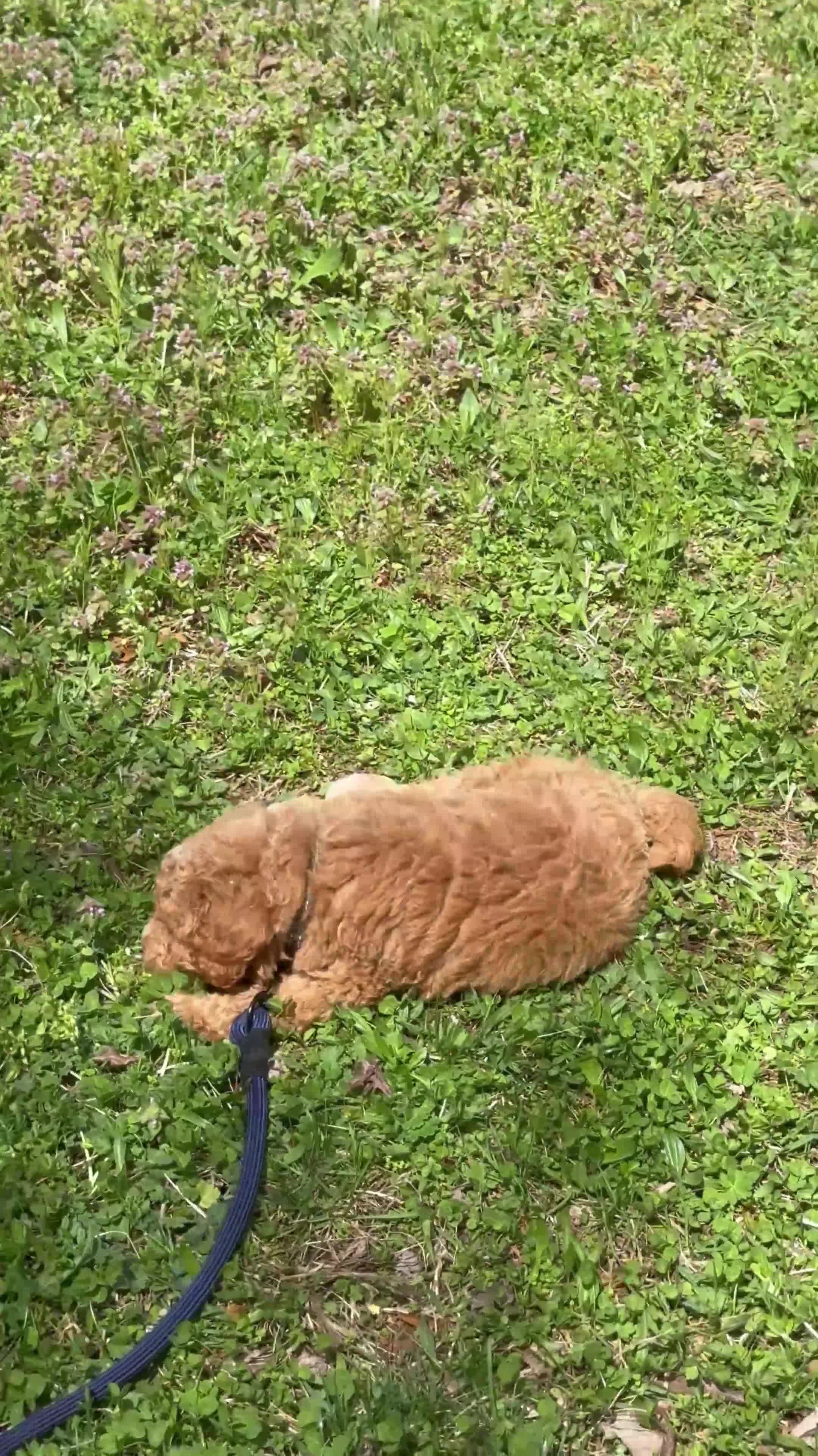 Miniature Poodle dogs for sale: Miniature Poodle Puppy 1 - Video 1