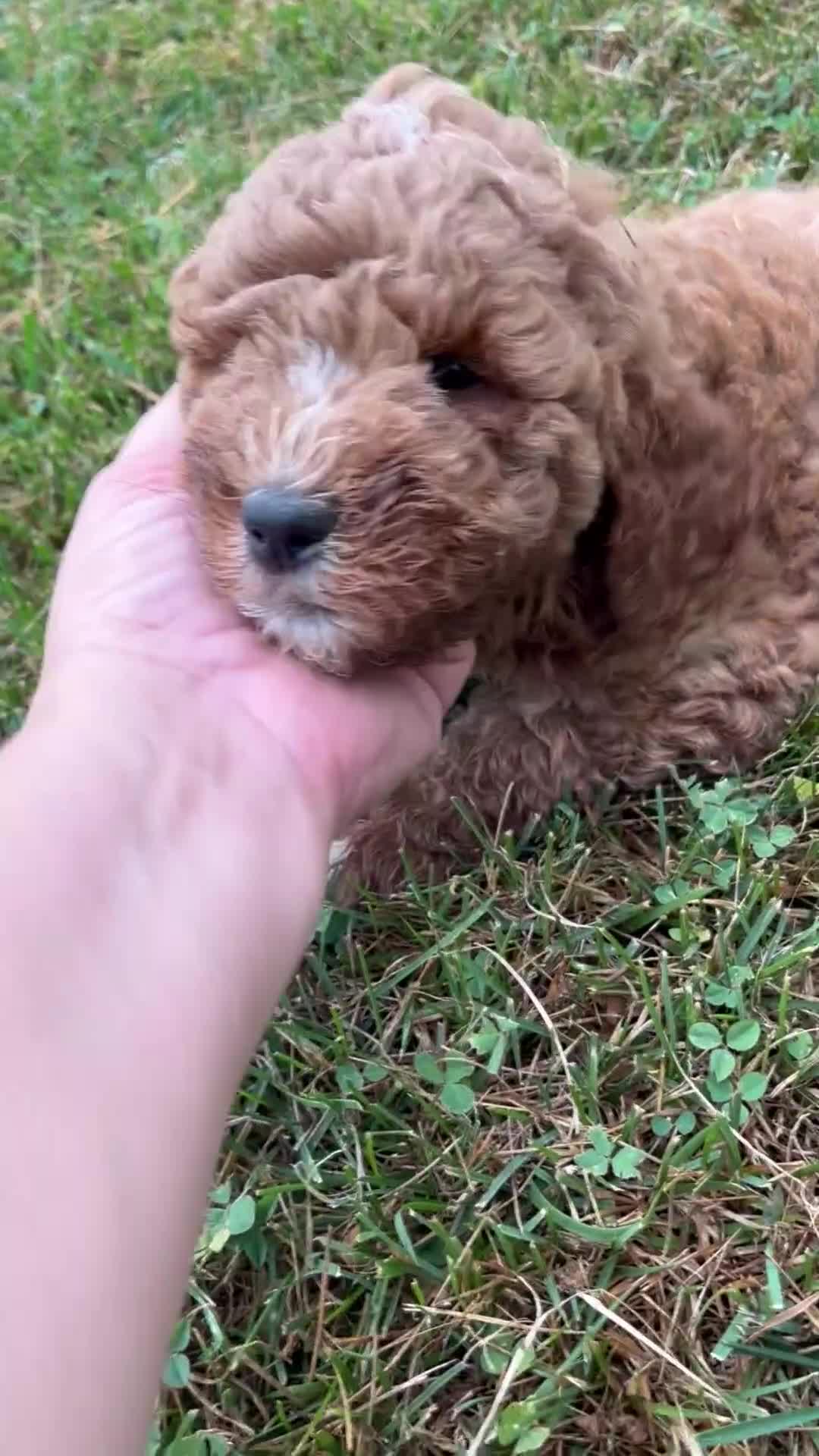 Mini Goldendoodle dogs for sale: Dusty - Video 1