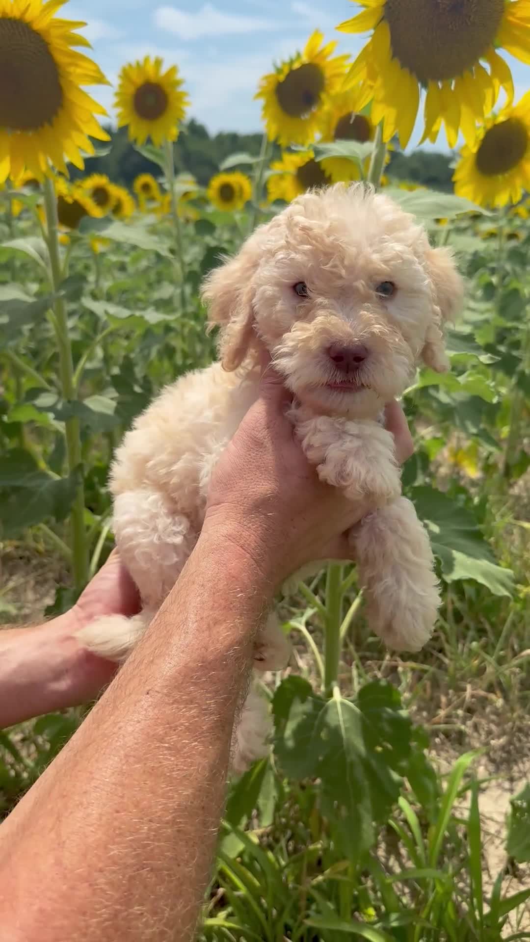 Goldendoodle dogs for sale: Miller  - Video 1