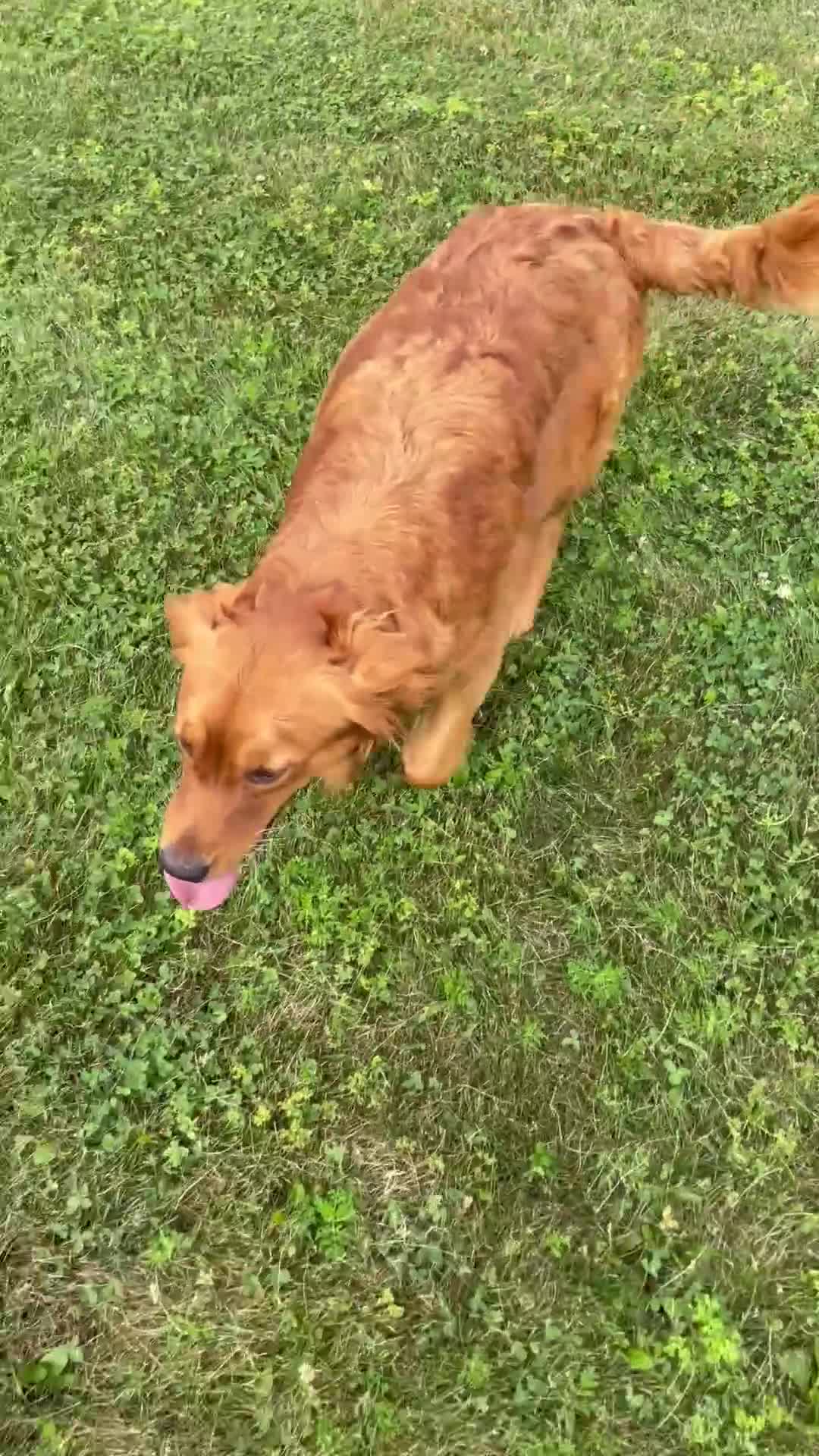 Golden Retriever dogs for sale: Sofia - Video 2