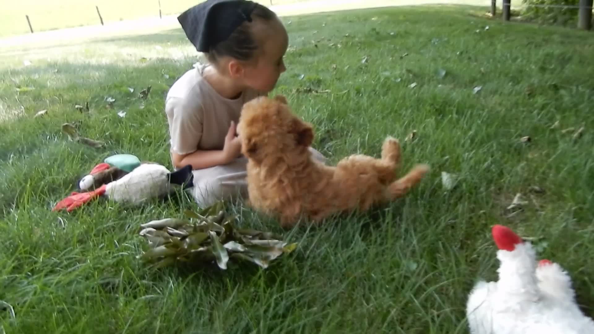 Mini Goldendoodle dogs for sale: Sasha - Video 2