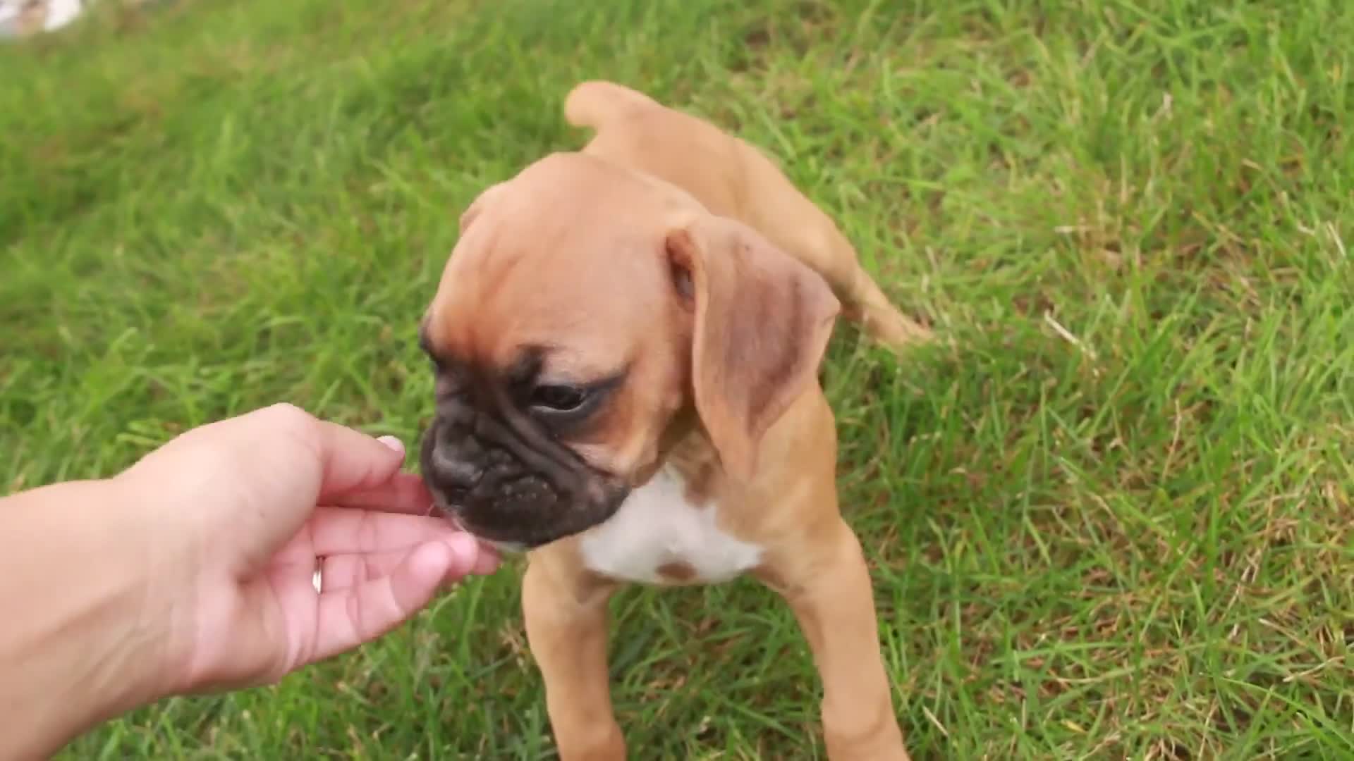 Boxer dogs for sale: Baily - Video 1