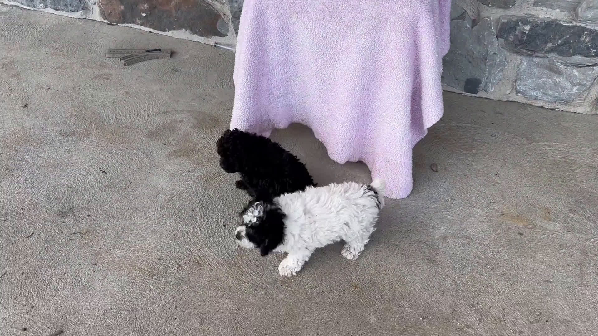 Toy Poodle dogs for sale: Kaden - Video 1