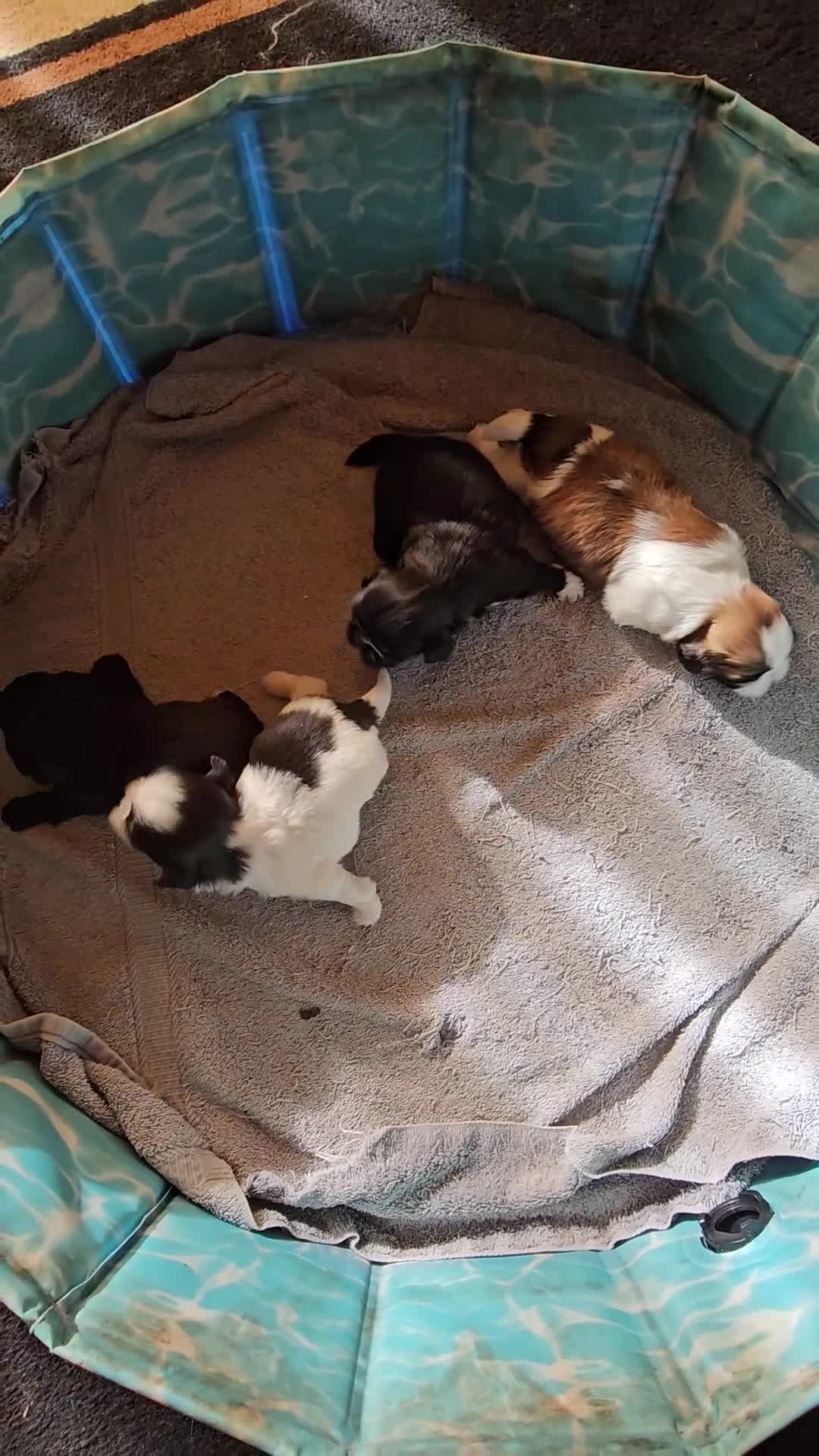 Shih Tzu dogs for sale: Benjamin  - Video 3