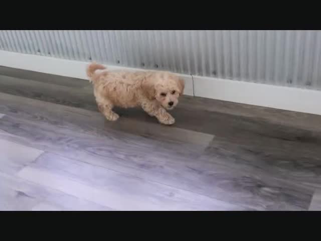 Cavapoo dogs for sale: Tristen - Video 1