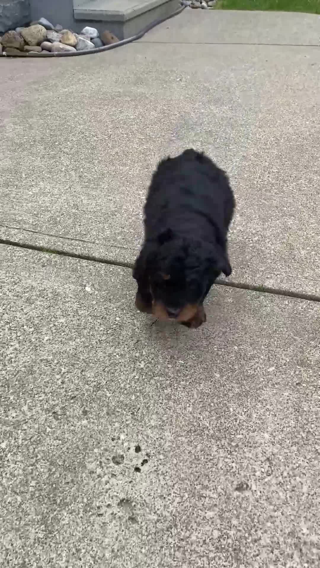 Mini Aussiedoodle dogs for sale: Ranger - Video 1