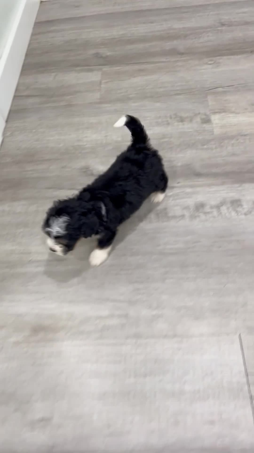 Mini Bernedoodle dogs for sale: Savannah - Video 1