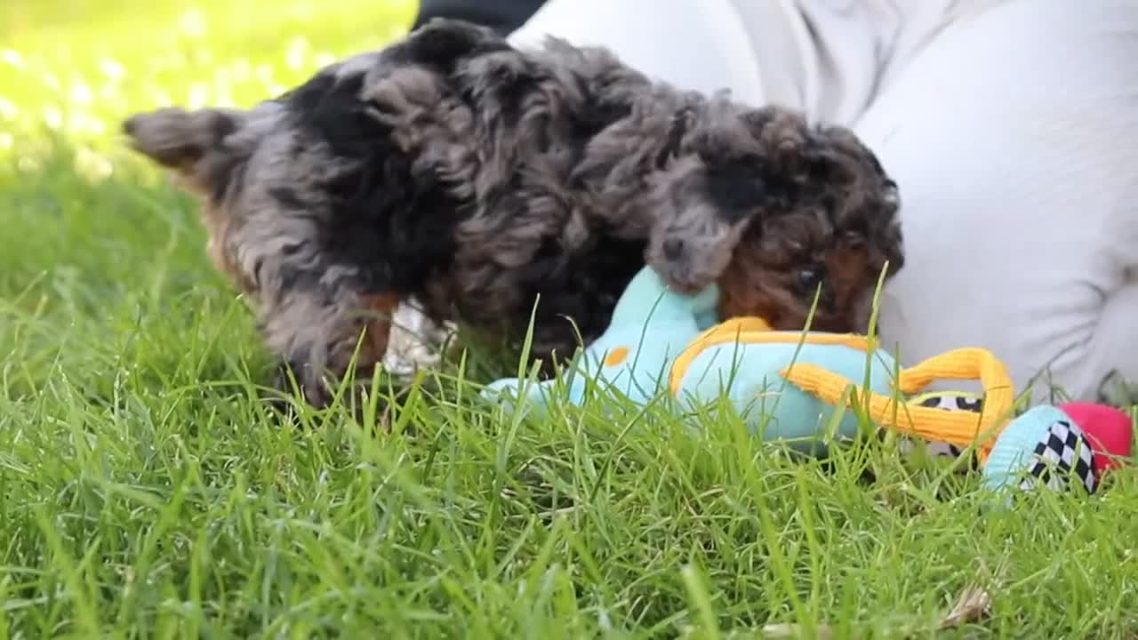 Miniature Poodle dogs for sale: Lexi - Video 2
