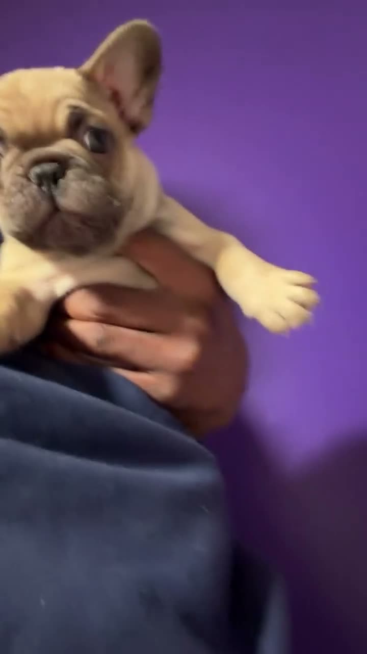 French Bulldog dogs for sale: French Bulldog 1 - Video 1