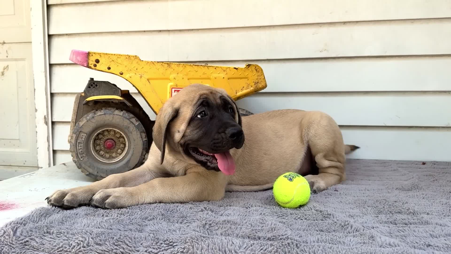 English Mastiff dogs for sale: Miles - Video 1