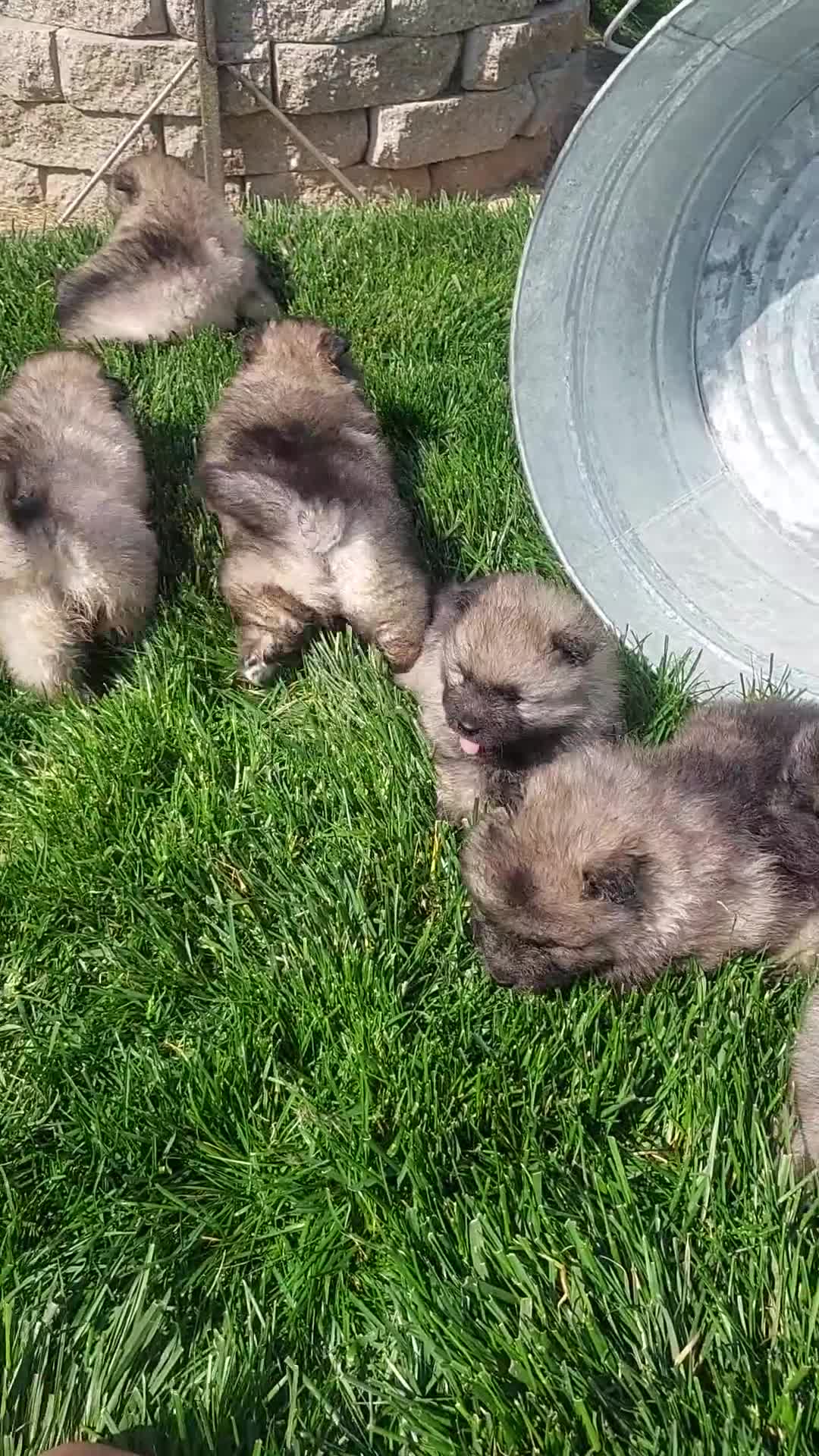 Keeshond dogs for sale: Allen - Video 2
