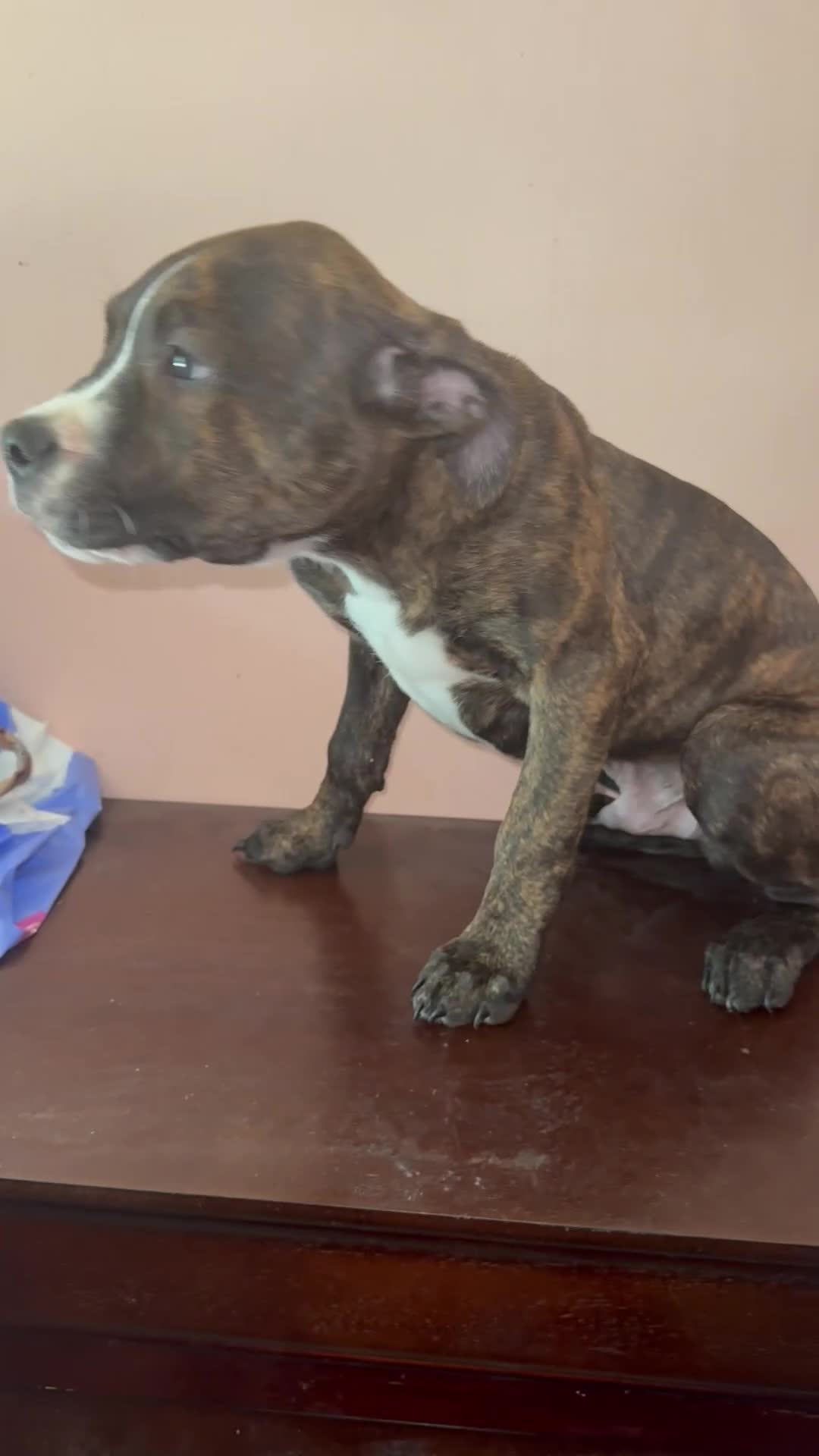Mixed Breed dogs for sale: Blu - Video 2