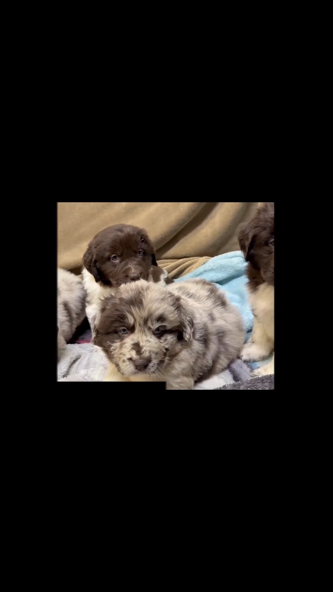 Mixed Breed dogs for sale: Stephanie OFA DNA - Video 4