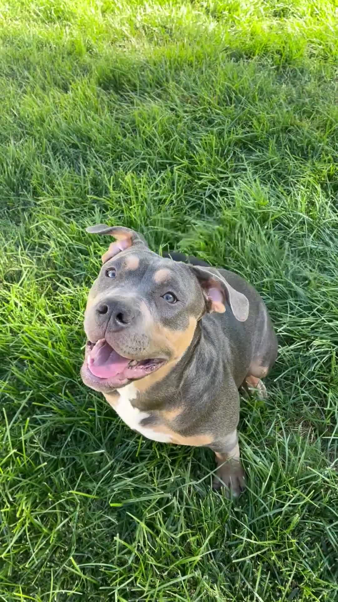American Bully dogs for sale: Blueberry - Video 1