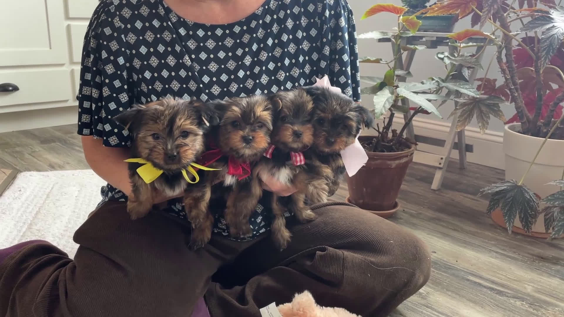 Yorkshire Terrier dogs for sale: Fluffy - Video 1
