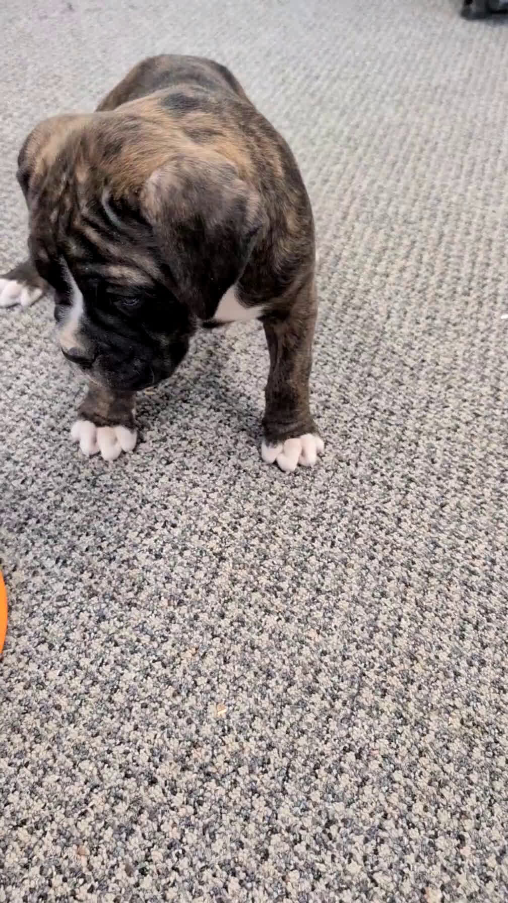 Boxer dogs for sale: Finn - Video 1