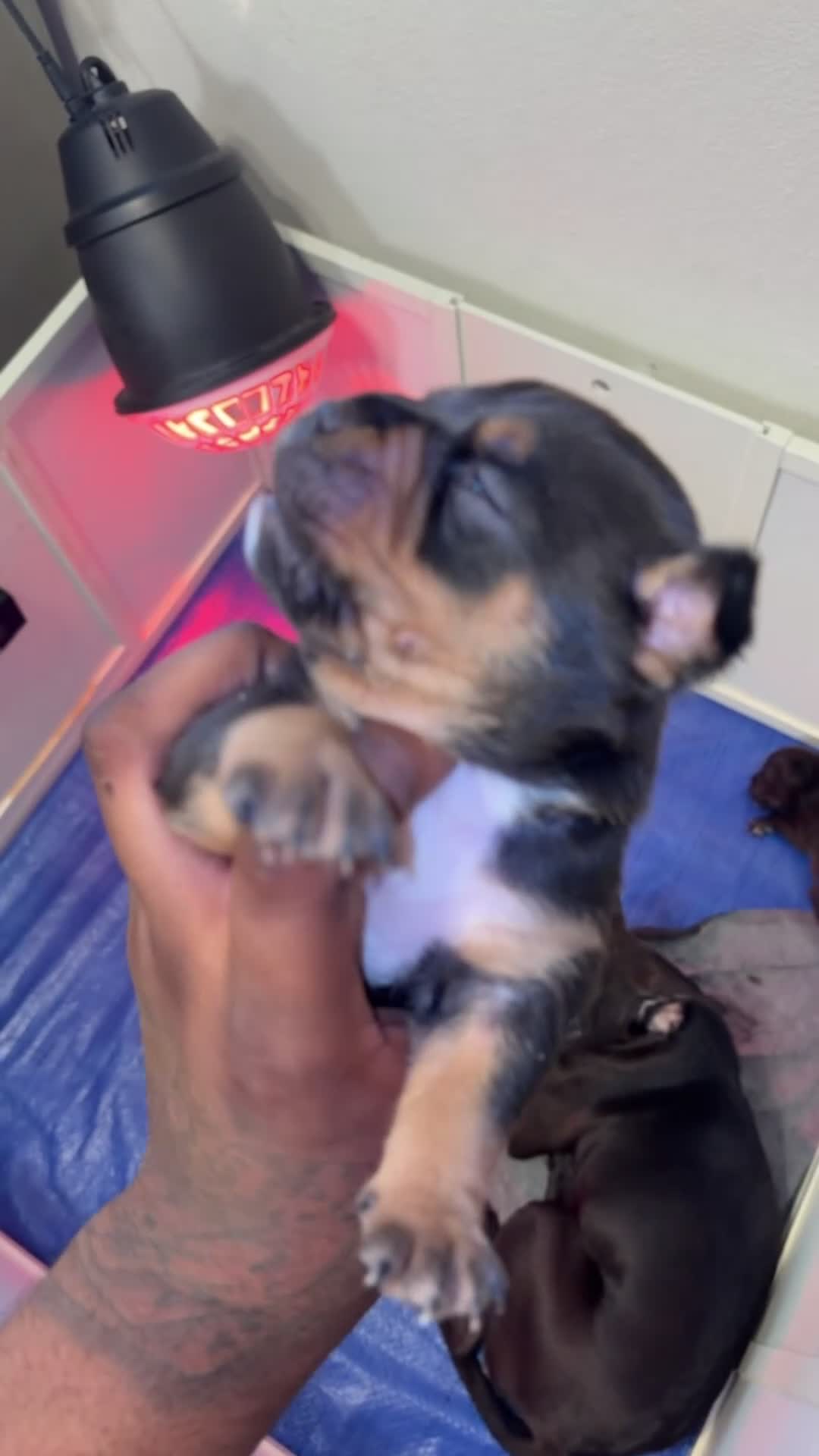 American Bully dogs for sale: American Bully Black Tri Male - Video 2