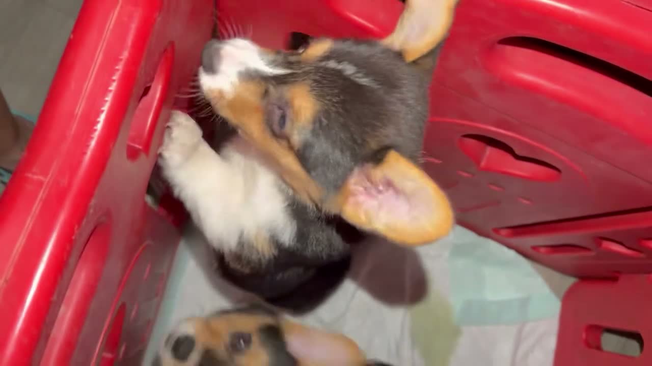 Welsh Corgi Pembroke dogs for sale: Welsh Corgi Pembroke 1 - Video 2