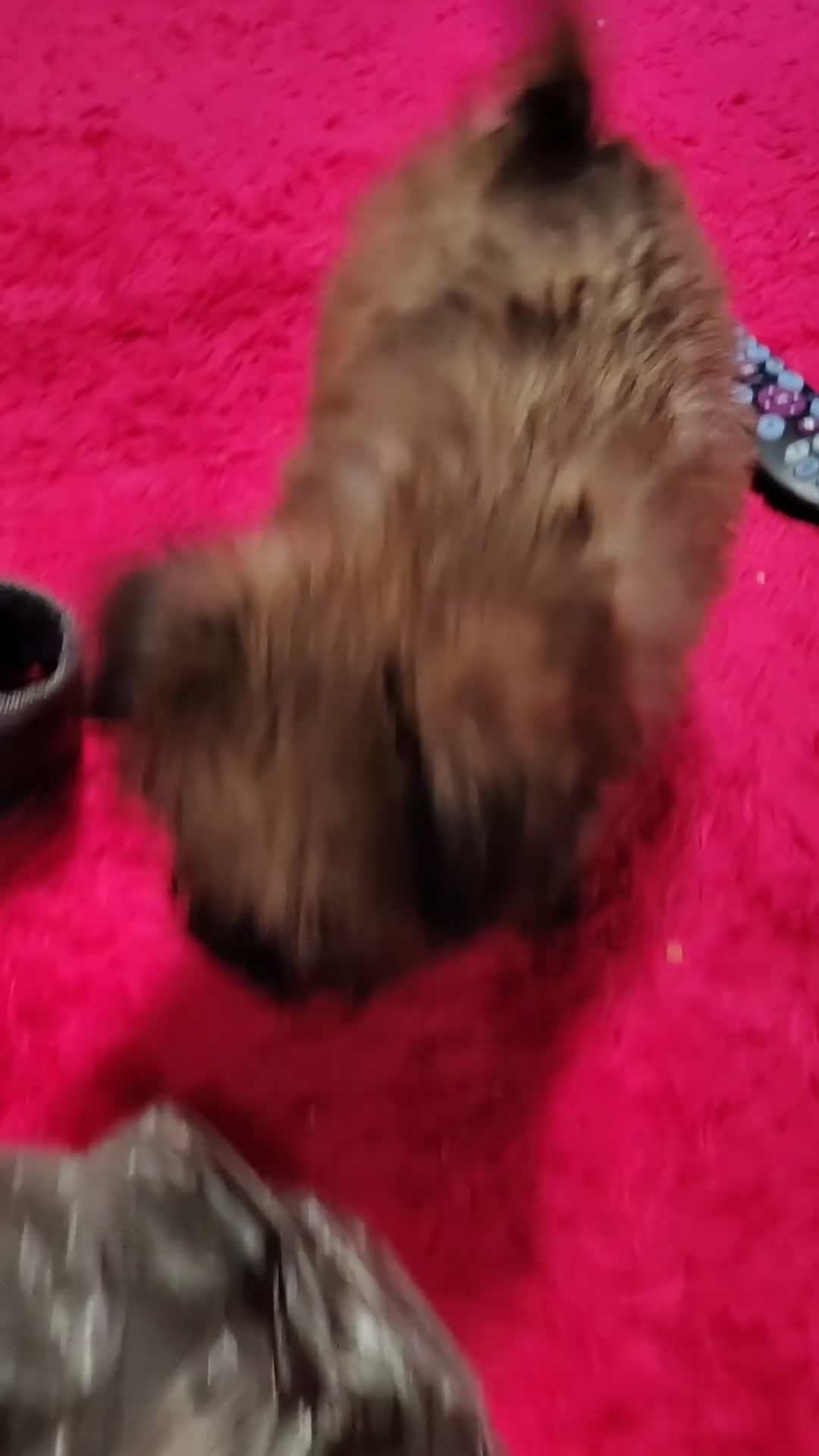 Chiweenie dogs for sale: Chiweenie 1 - Video 1