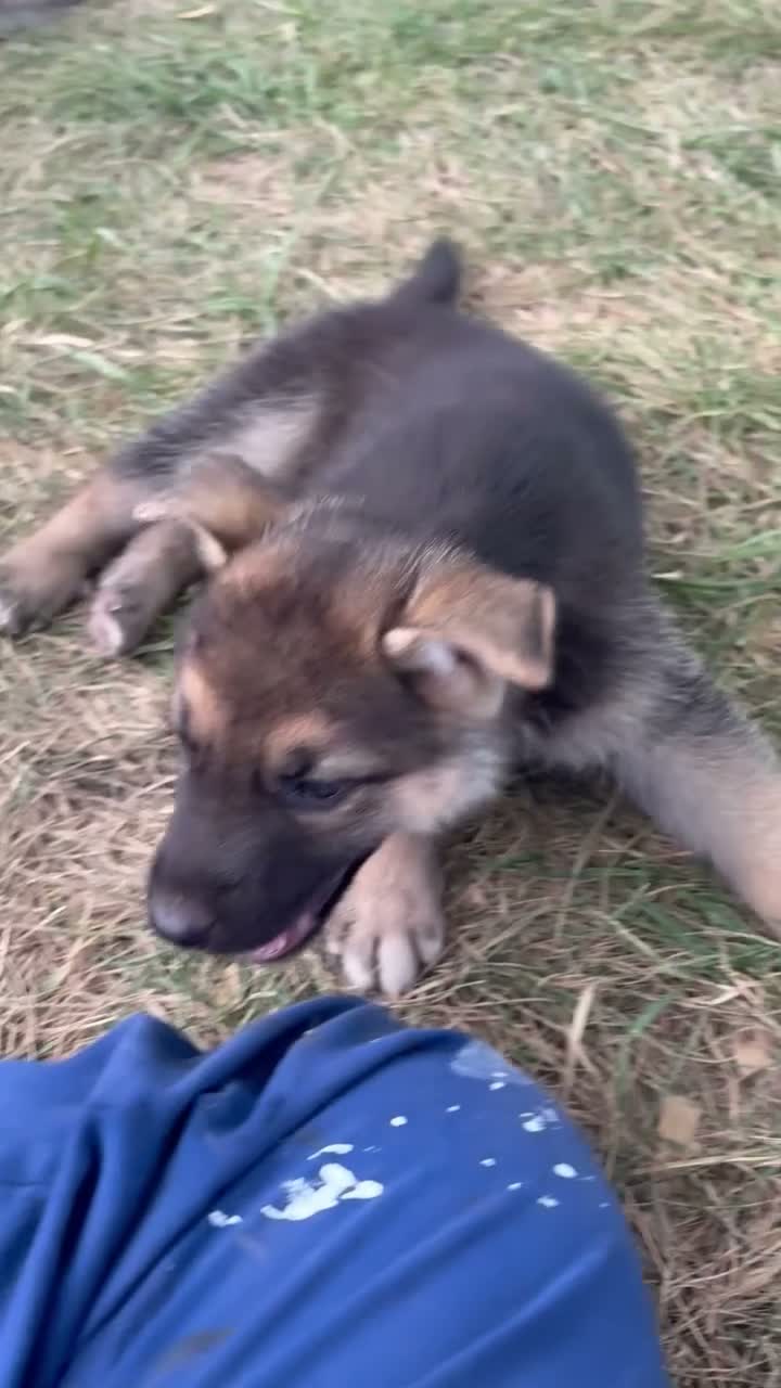Mixed Breed dogs for sale: Mixed Breed 3 - Video 1