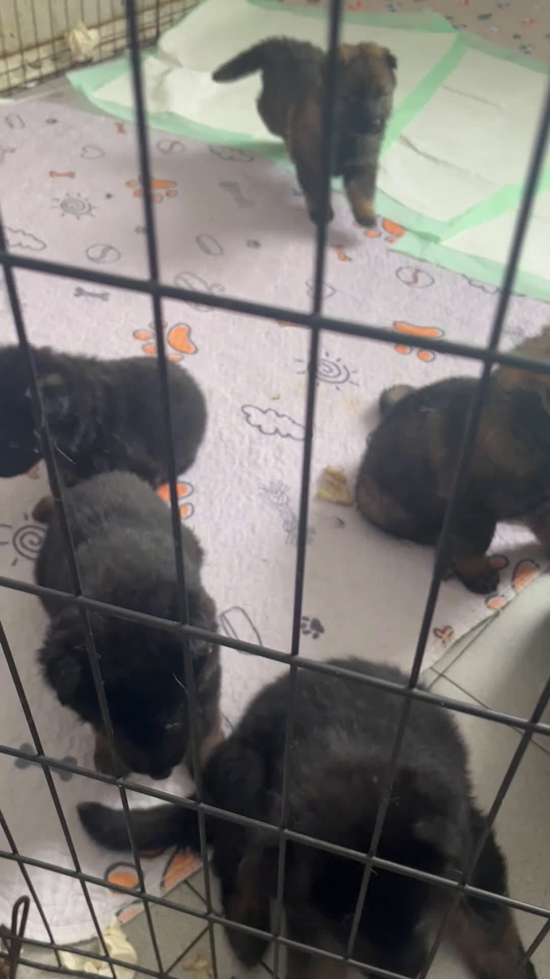 German Shepherd dogs for sale: German Shepherd Puppy 3 - Video 1