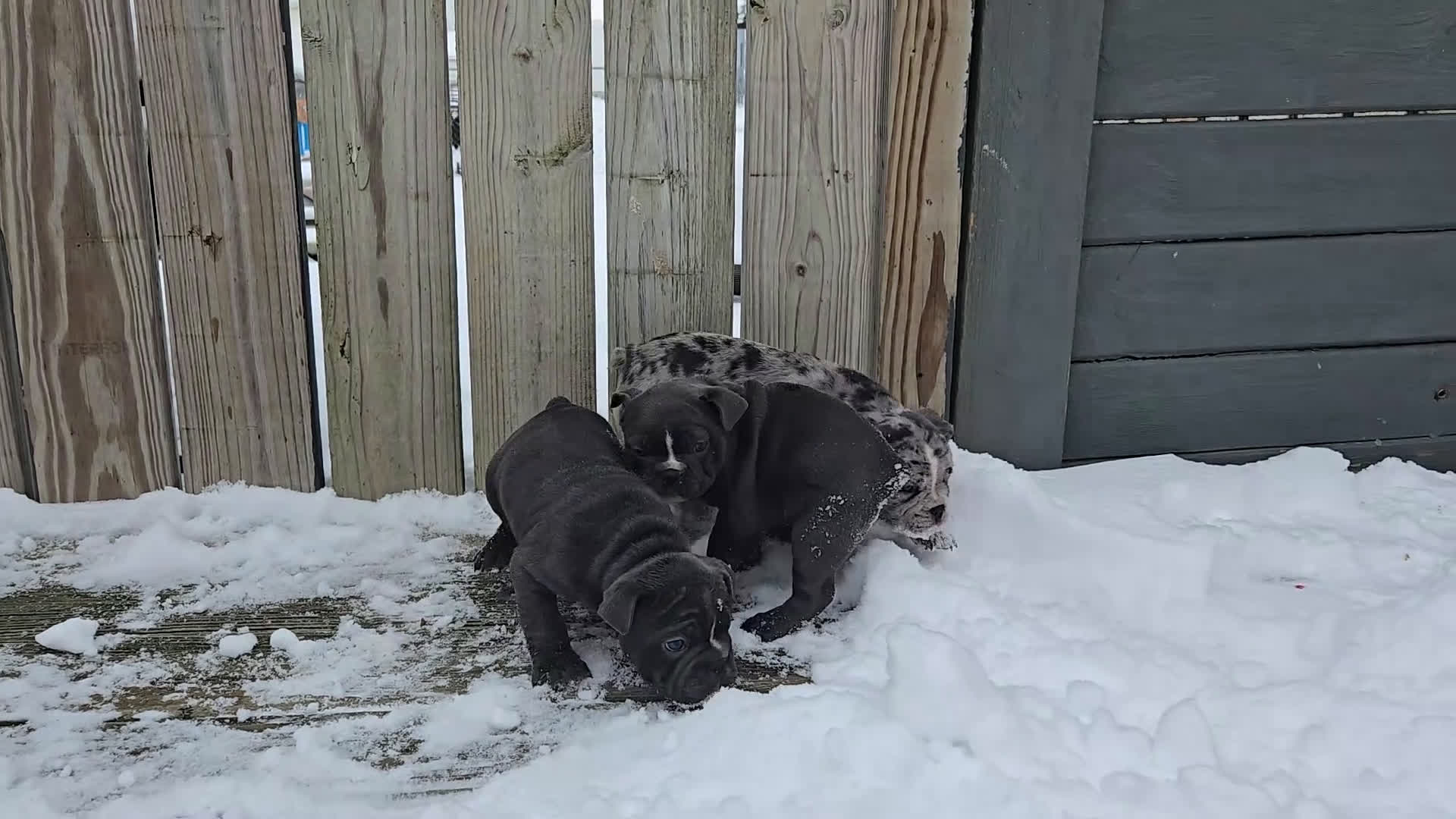 French Bulldog dogs for sale: Hope - Video 3