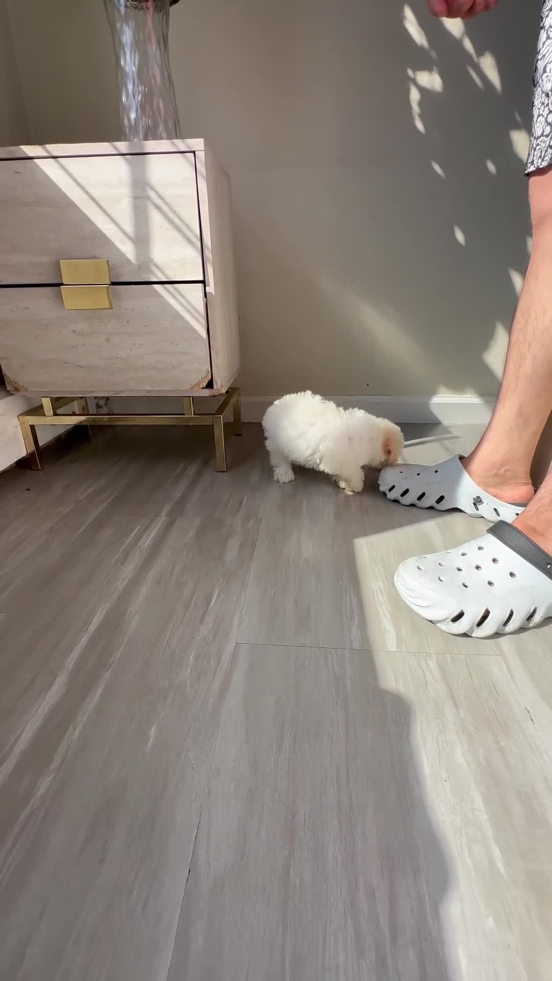 Maltipoo dogs for sale: Maltipoo 1 - Video 2