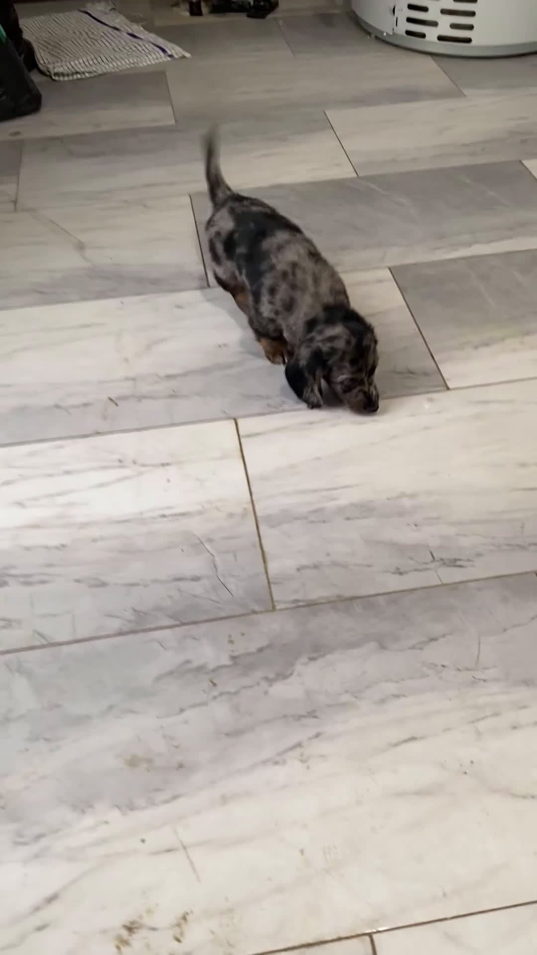 Miniature Dachshund dogs for sale: Rosie - Video 5