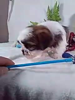 Shih Tzu dogs for sale: Rio - Video 1