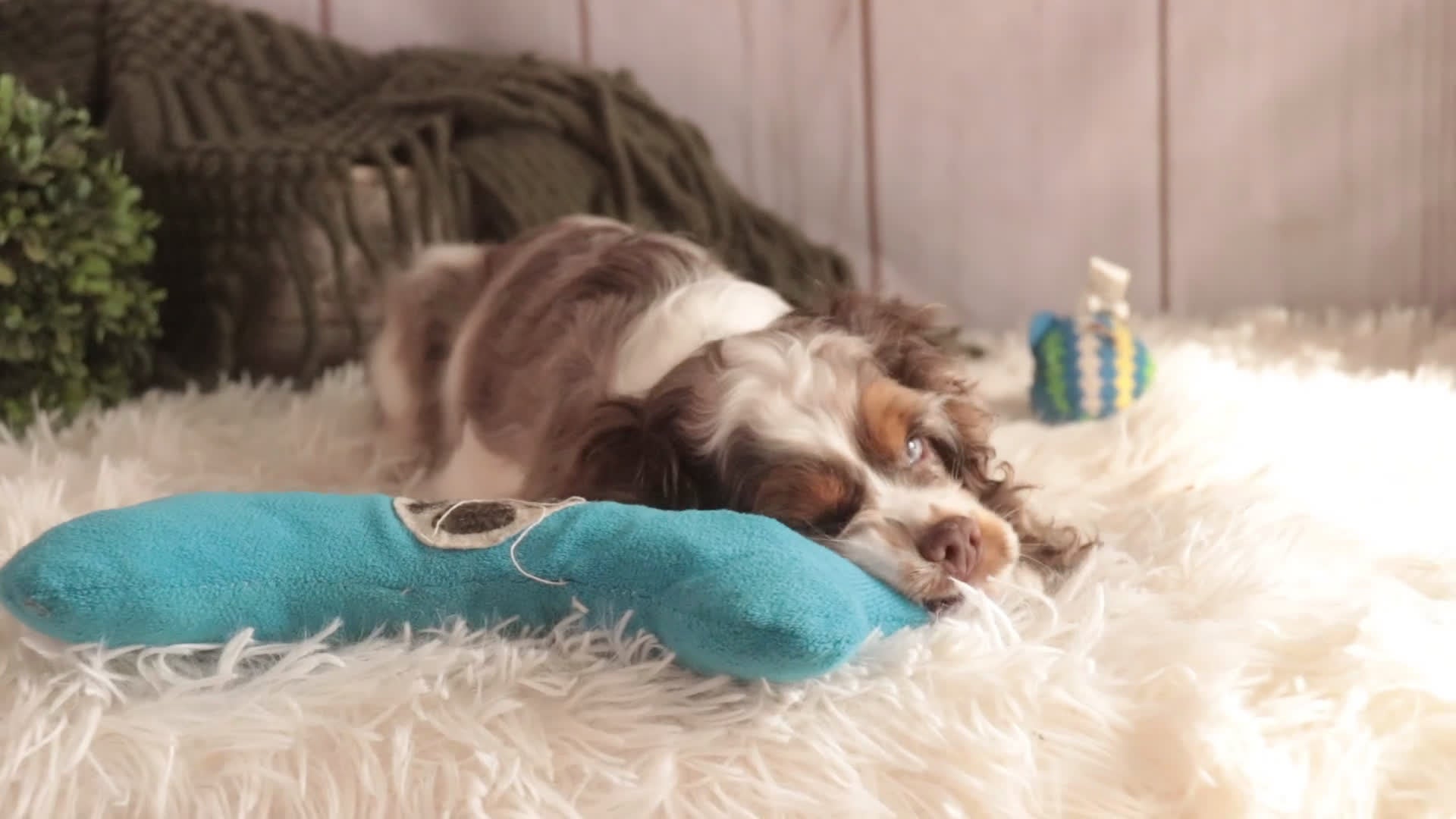 Cocker Spaniel dogs for sale: Graham - Video 1