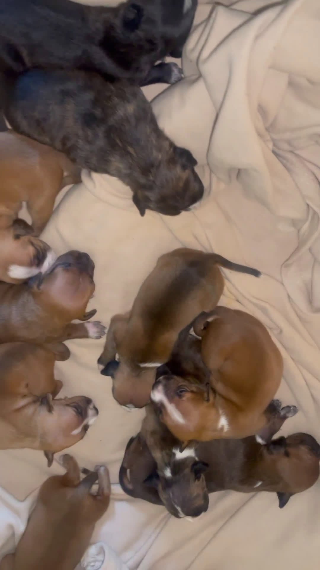 American Pit Bull Terrier dogs for sale: American Pit Bull Terrier Puppy 1 - Video 2