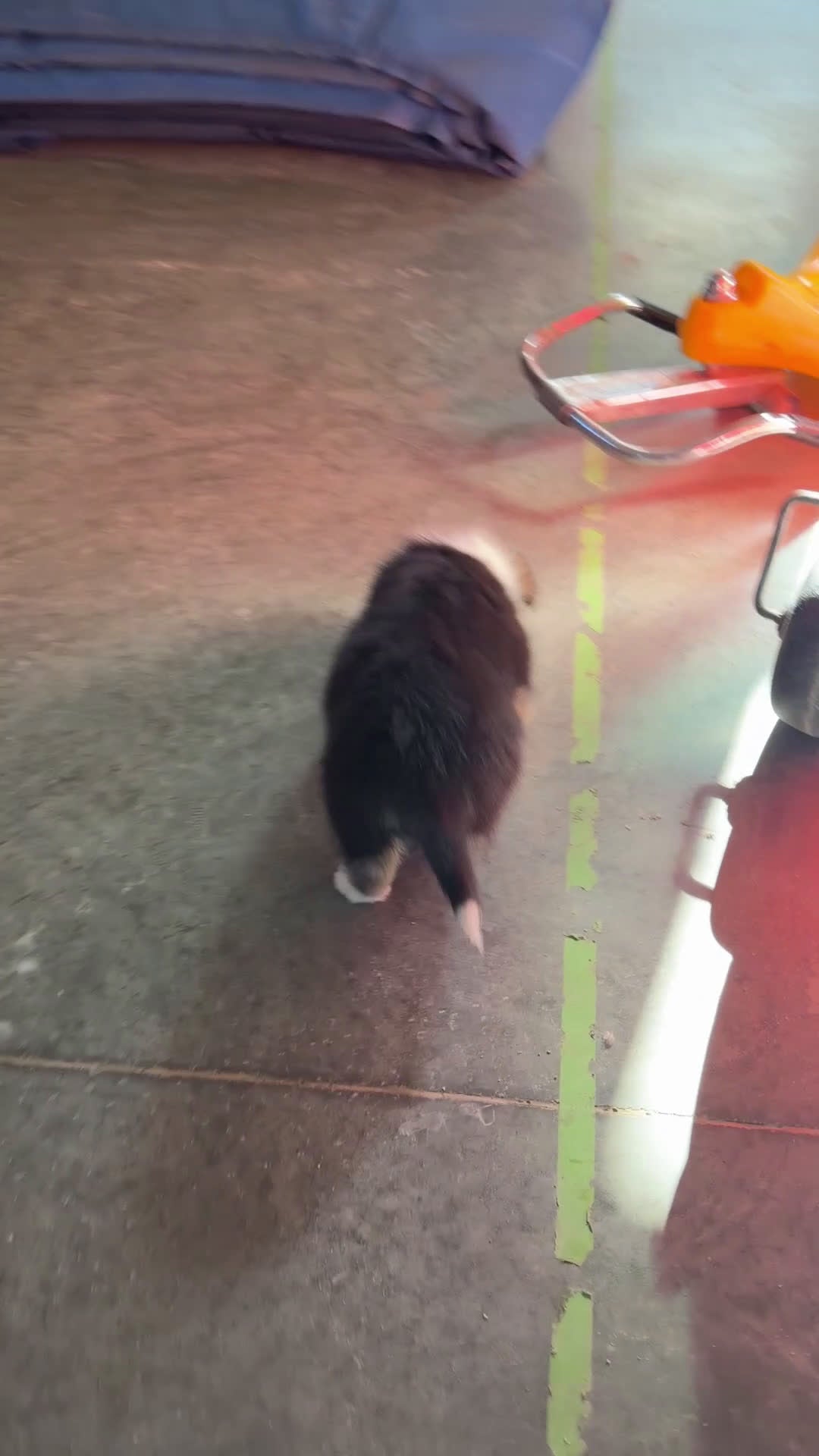 Mixed Breed dogs for sale: Luna - Video 1