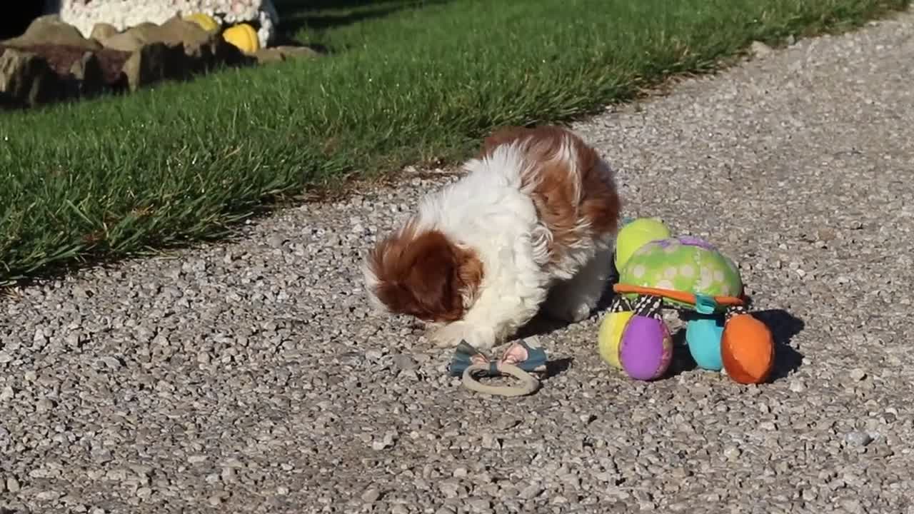 Shih Tzu dogs for sale: Micah - Video 4