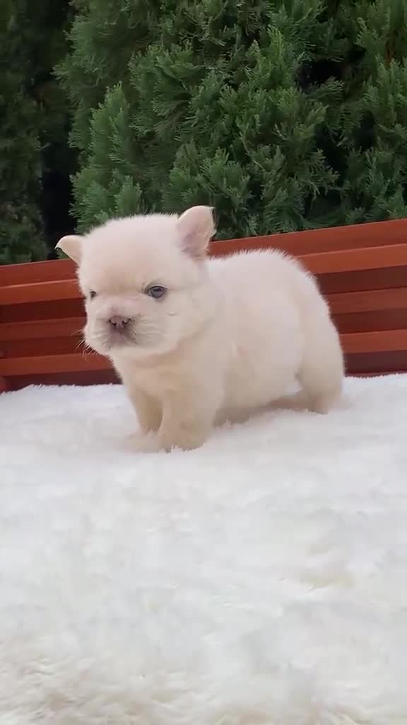 French Bulldog dogs for sale: Smokey the Bear - Video 5