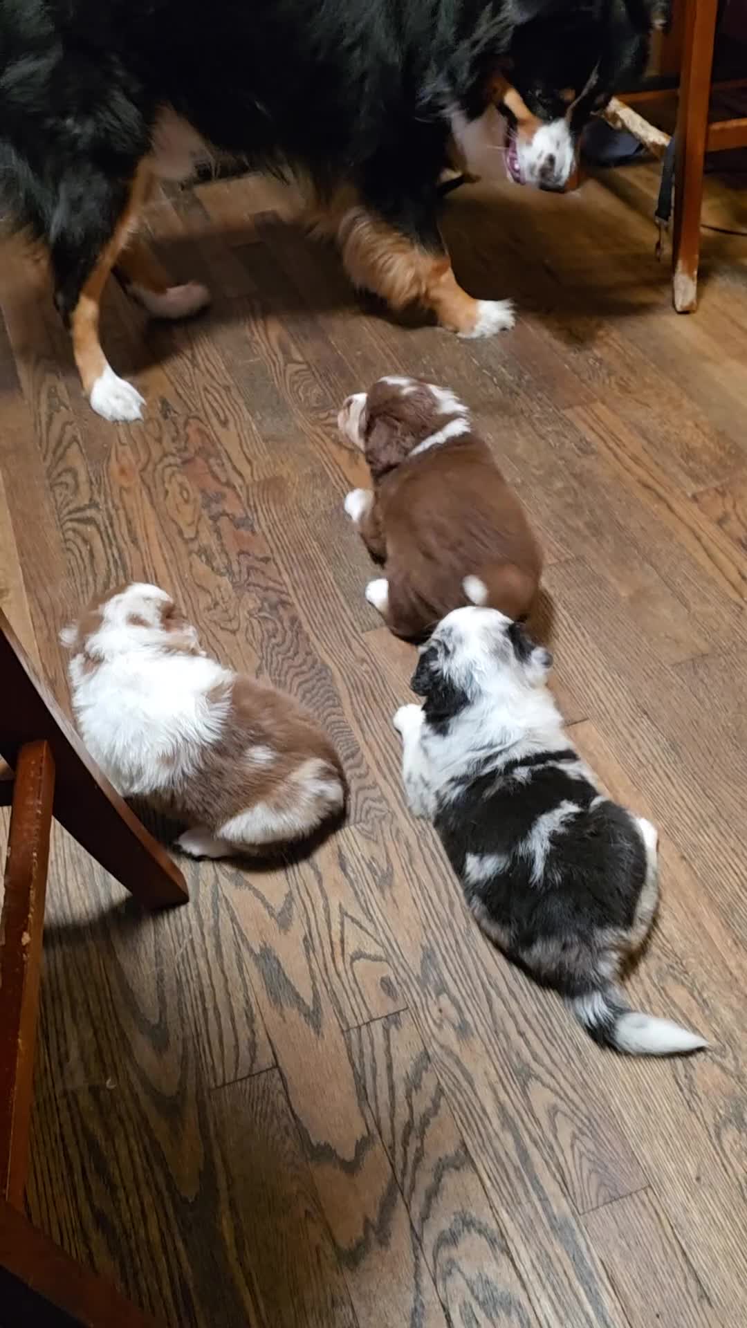 Australian Shepherd dogs for sale: Red merle male - Video 1