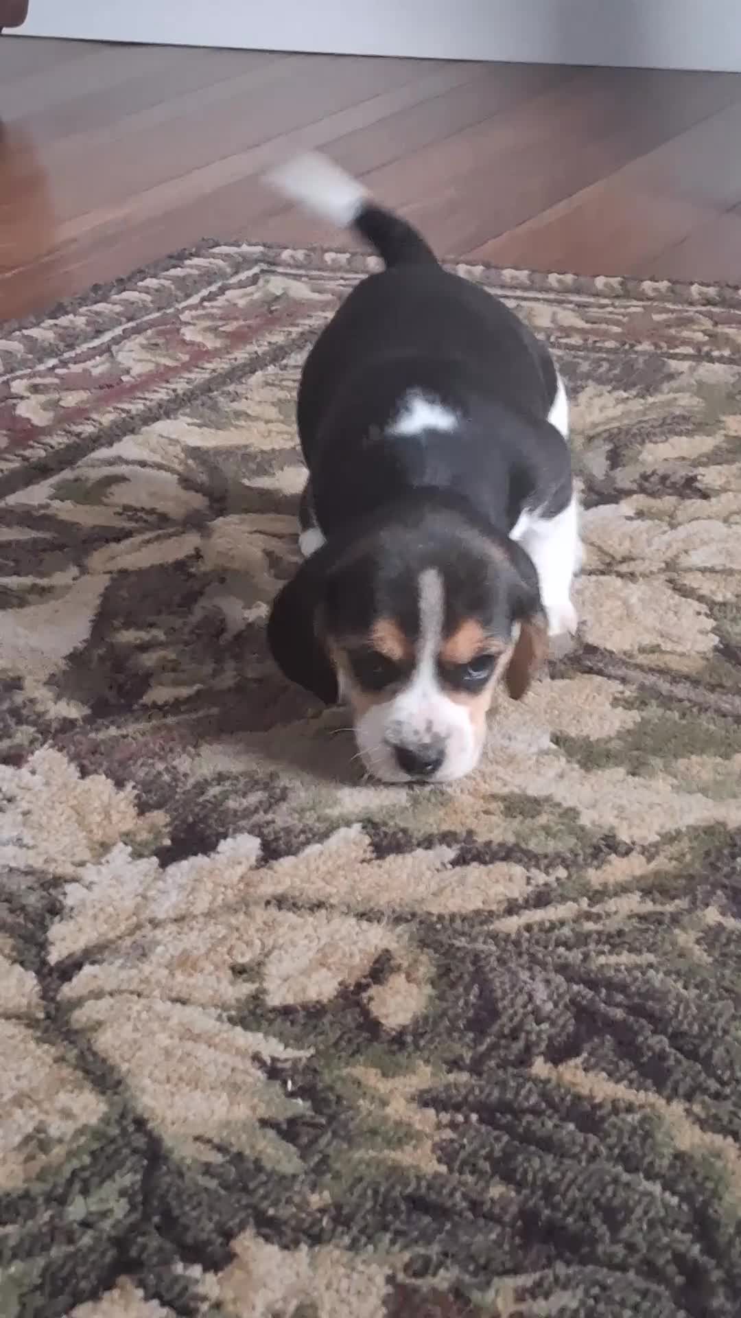 Beagle dogs for sale: Timmy - Video 1