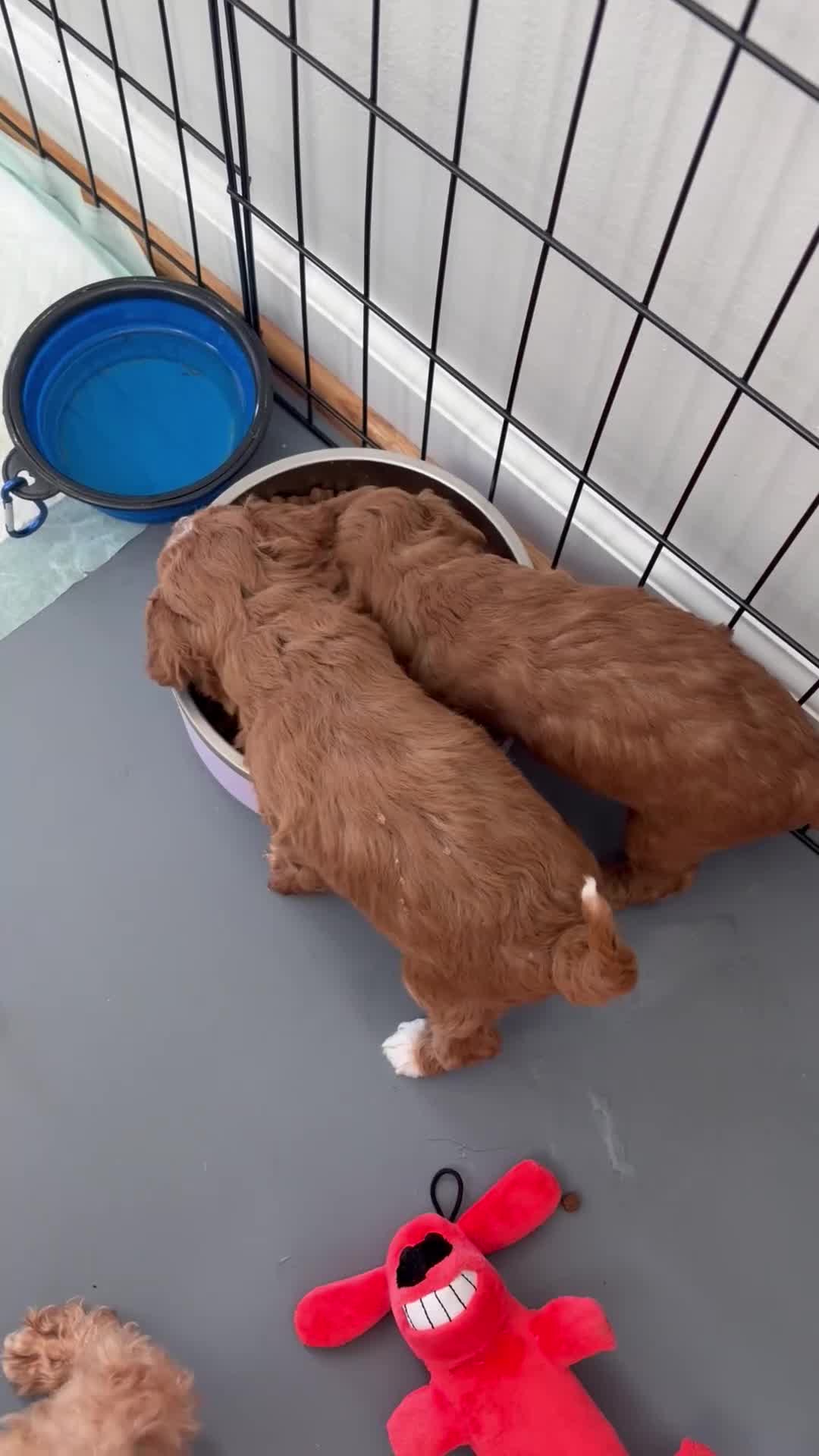 Toy Poodle dogs for sale: Yvonne - Video 1