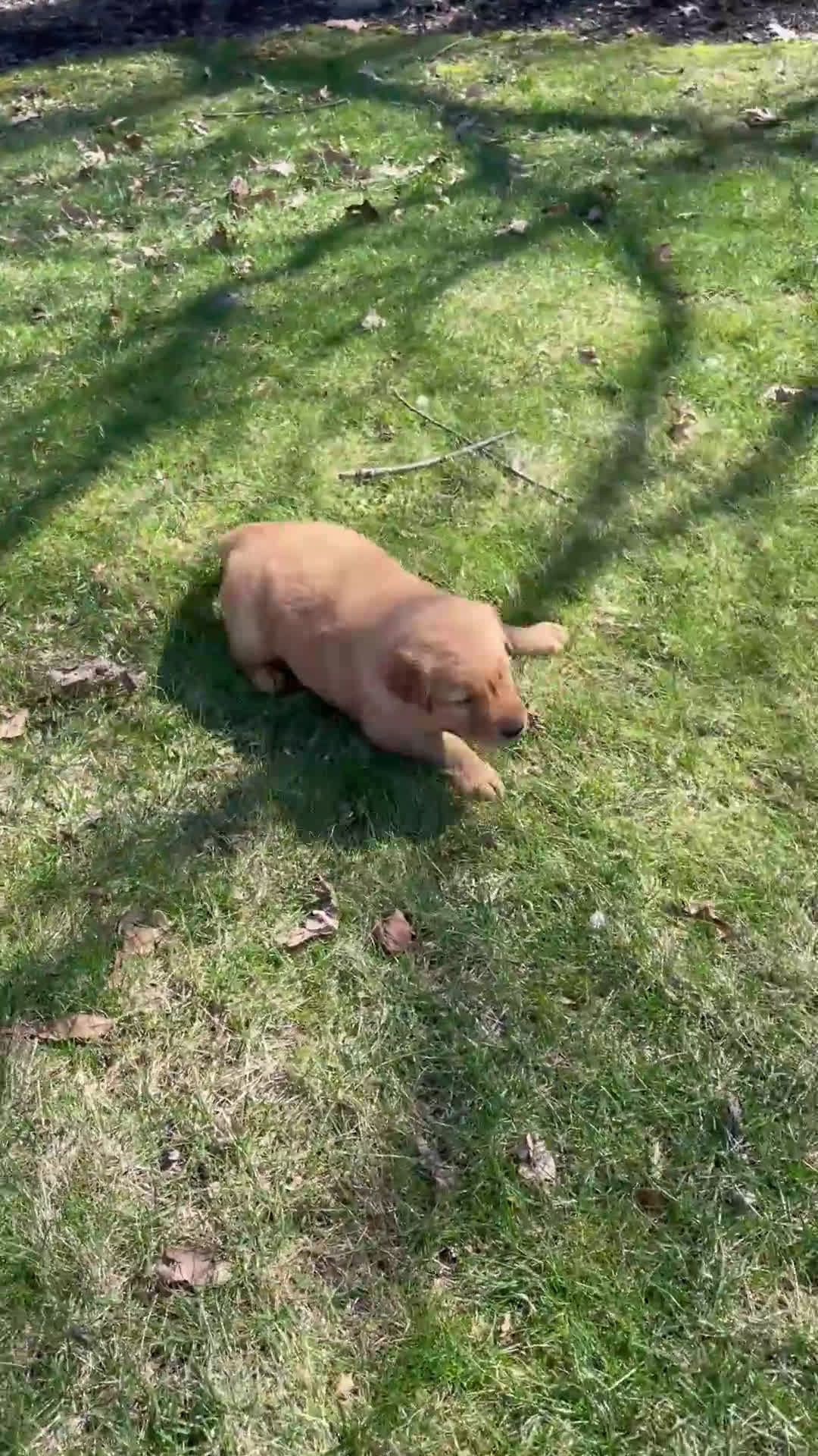 Golden Retriever dogs for sale: Duke - Video 8