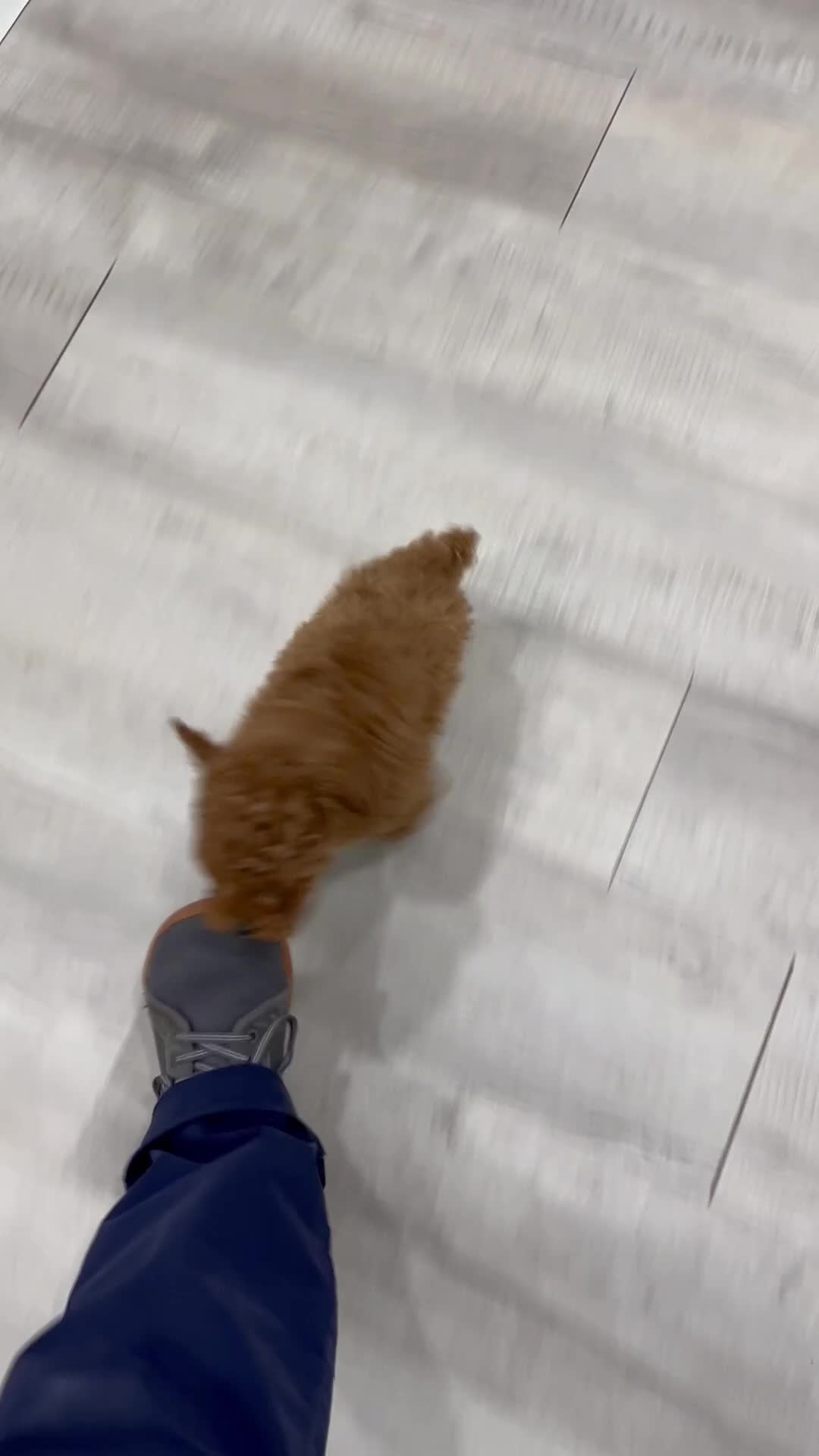 Miniature Poodle dogs for sale: Alfie - Video 1