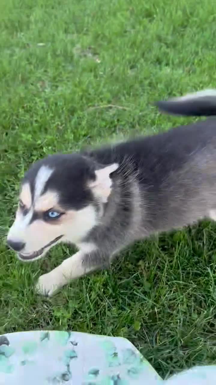 Pomsky dogs for sale: Bailey - Video 1