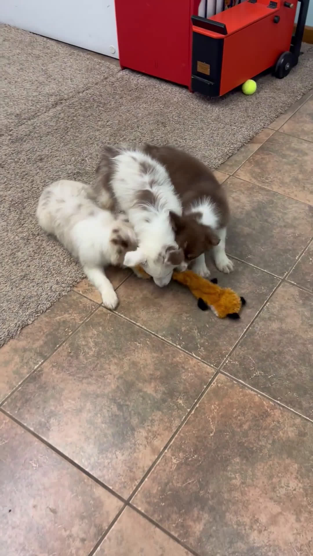 Australian Shepherd dogs for sale: Millie - Video 2