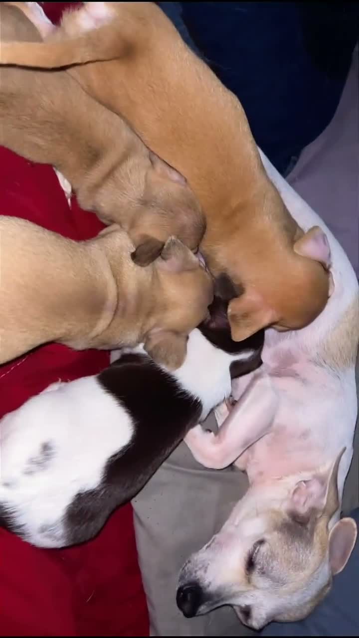 Mixed Breed dogs for sale: Mixed Breed 1 - Video 1