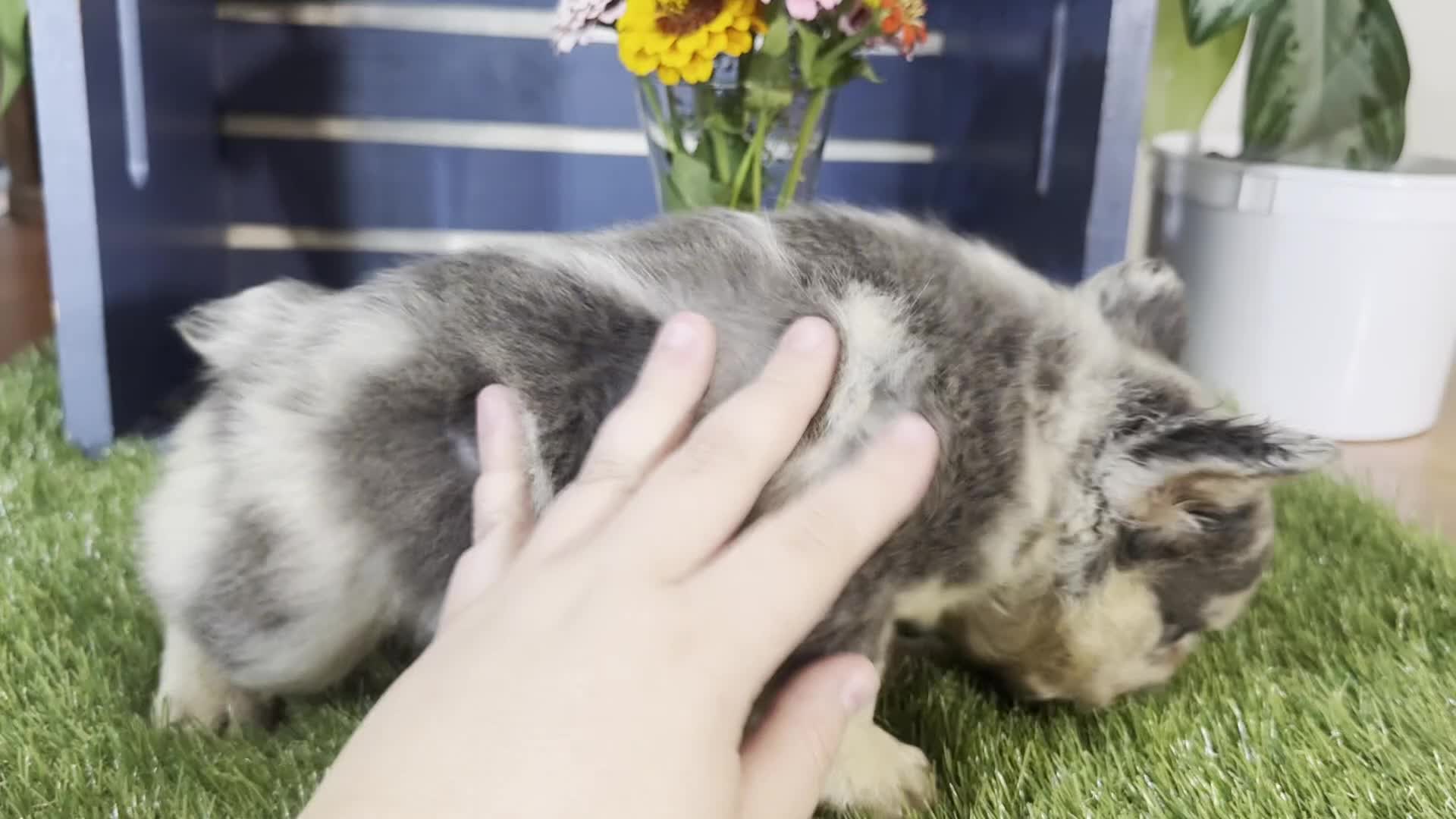 French Bulldog dogs for sale: Grace - Video 1