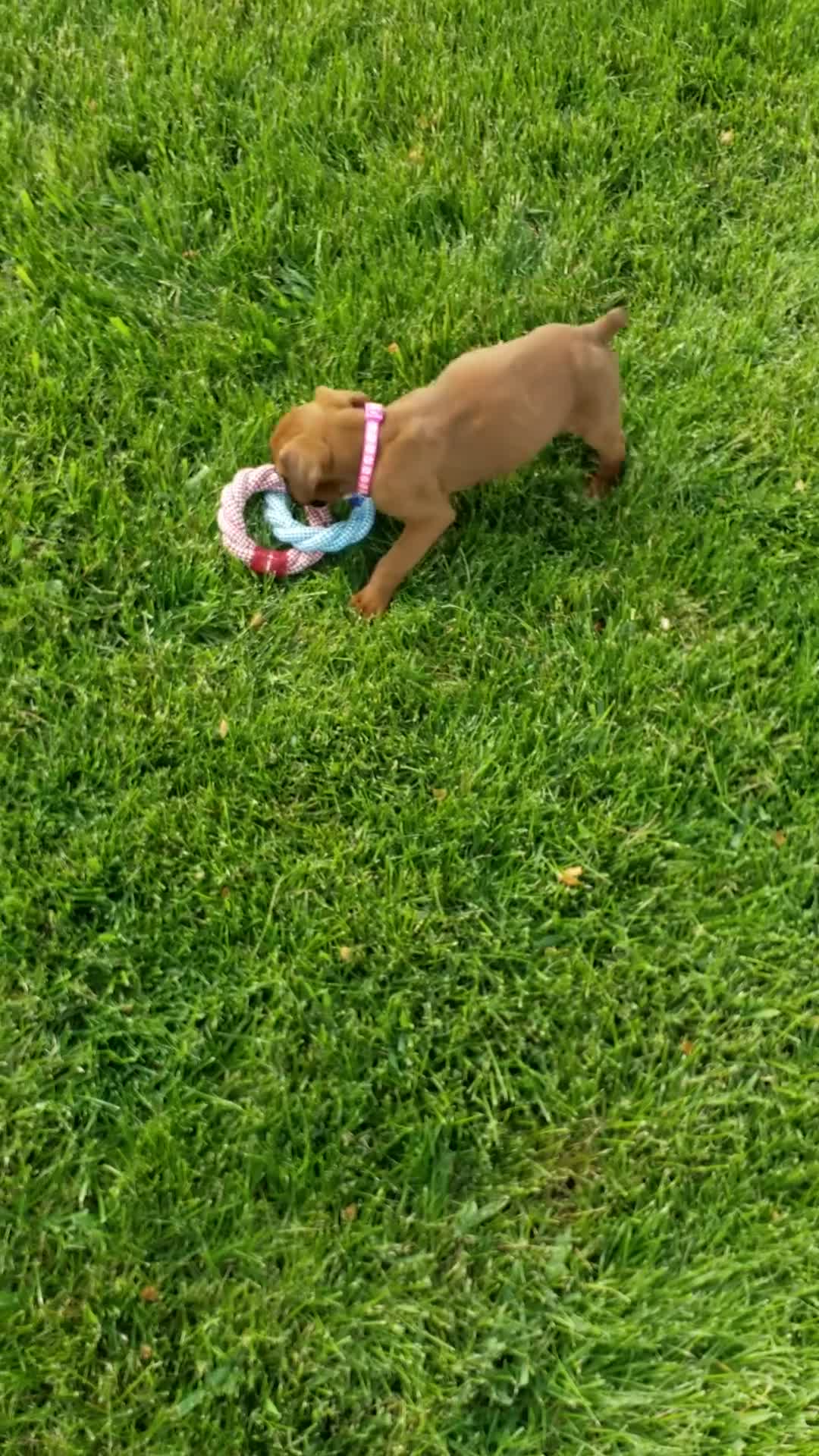 Boxer dogs for sale: Lola - Video 1