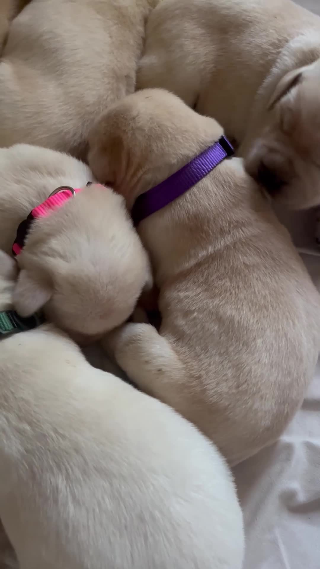 Labrador Retriever dogs for sale: Bee - Video 1